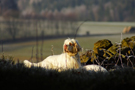 Dukeries' Clumber Spaniel Sparkle