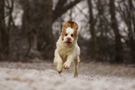 Dukeries' Clumber Spaniel Aven