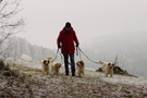 Dukeries' Clumber Spaniel Aven