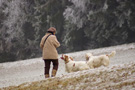 Dukeries' Clumber Spaniel Aven