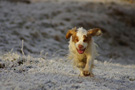 Dukeries' Clumber Spaniel Leya