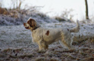 Dukeries' Clumber Spaniel Aven