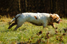 Dukeries' Clumber Spaniel Leya