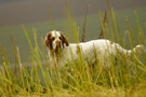 Dukeries' Clumber Spaniel Aven