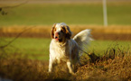 Dukeries' Clumber Spaniel Leya