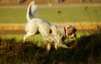 Dukeries' Clumber Spaniel Leya