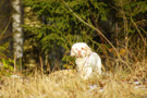 Dukeries' Clumber Spaniel Sparkle