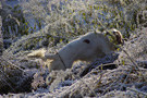 Dukeries' Clumber Spaniel Leya