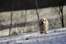 Dukeries' Clumber Spaniel Sparkle