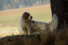 Dukeries' Clumber Spaniel Leya