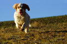 Dukeries' Clumber Spaniel Aven