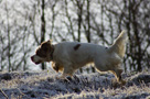 Dukeries' Clumber Spaniel Leya