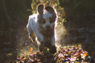 Dukeries' Clumber Spaniel Leya