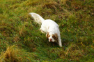 Dukeries' Clumber Spaniel Leya