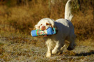 Dukeries' Clumber Spaniel Sparkle