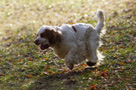 Dukeries' Clumber Spaniel Aven