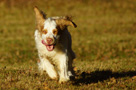 Dukeries' Clumber Spaniel Aven