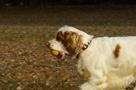 Dukeries' Clumber Spaniel Leya