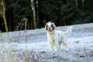 Dukeries' Clumber Spaniel Aven