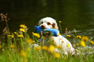 Dukeries' Clumber Spaniel Sparkle