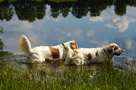 Dukeries' Clumber Spaniel Aven