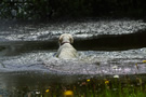 Dukeries' Clumber Spaniel Sparkle