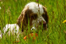 Dukeries' Clumber Spaniel Aven