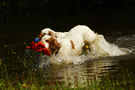 Dukeries' Clumber Spaniel Aven