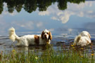 Dukeries' Clumber Spaniel Aven