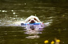 Dukeries' Clumber Spaniel Sparkle