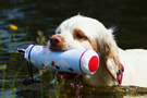 Dukeries' Clumber Spaniel Sparkle