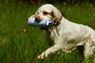 Dukeries' Clumber Spaniel Sparkle