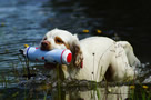 Dukeries' Clumber Spaniel Sparkle