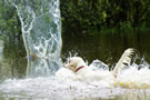 Dukeries' Clumber Spaniel Sparkle