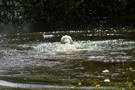 Dukeries' Clumber Spaniel Sparkle