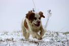 Dukeries' Clumber Spaniel Aven