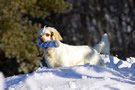 Dukeries' Clumber Spaniel Sparkle