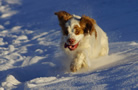 Dukeries' Clumber Spaniel Leya