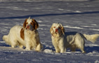 Dukeries' Clumber Spaniel Aven