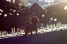 Dukeries' Clumber Spaniel Sparkle