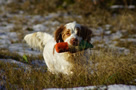 Dukeries' Clumber Spaniel Leya