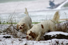 Dukeries' Clumber Spaniel Sparkle