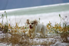 Dukeries' Clumber Spaniel Sparkle