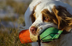 Dukeries' Clumber Spaniel Leya