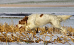 Dukeries' Clumber Spaniel Leya