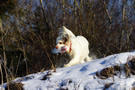 Dukeries' Clumber Spaniel Sparkle