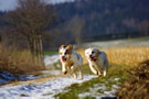 Dukeries' Clumber Spaniel Sparkle