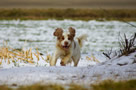 Dukeries' Clumber Spaniel Leya