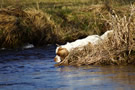 Dukeries' Clumber Spaniel Aven