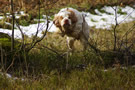 Dukeries' Clumber Spaniel Leya